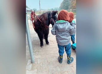 Mini Shetland Pony, Mare, 21 years, 8,1 hh, Black