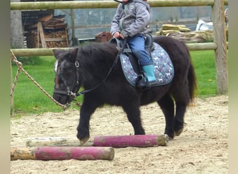 Mini Shetland Pony, Mare, 21 years, 8,1 hh, Black