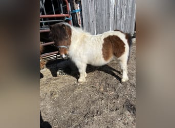 Mini Shetland Pony, Mare, 21 years, White