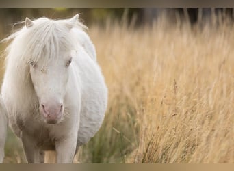 Mini Shetland Pony, Mare, 24 years, 7.3 hh, Cremello