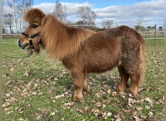 Mini Shetland Pony, Mare, 25 years, 8.1 hh, Chestnut-Red