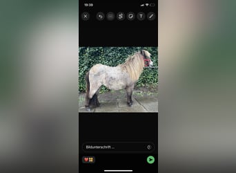 Mini Shetland Pony, Mare, 2 years, 7.3 hh, Buckskin