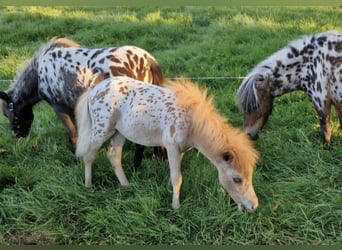 Mini Shetland Pony, Mare, 2 years, 7,2 hh, Leopard-Piebald