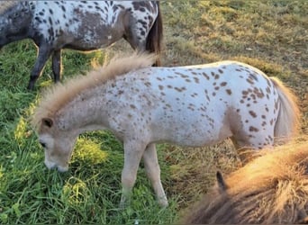 Mini Shetland Pony, Mare, 2 years, 7,2 hh, Leopard-Piebald