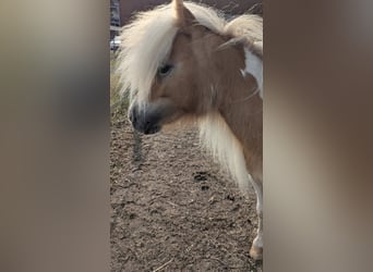 Mini Shetland Pony, Mare, 2 years, 8 hh, Pinto