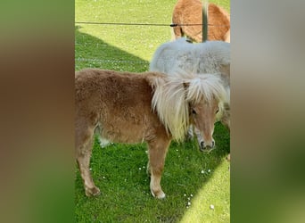 Mini Shetland Pony, Stute, 3 Jahre, 7,2 hh, Fuchs