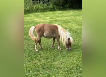 Mini Shetland Pony, Stute, 3 Jahre, 7,2 hh, Fuchs