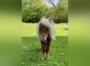 Mini Shetland Pony, Stute, 3 Jahre, 7,2 hh, Fuchs