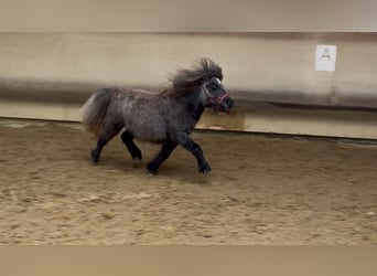 Mini Shetland Pony, Mare, 3 years, 7.3 hh, Grey
