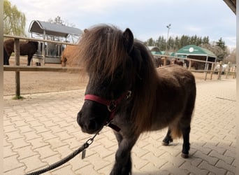 Mini Shetland Pony, Mare, 3 years, 7.3 hh, Grey