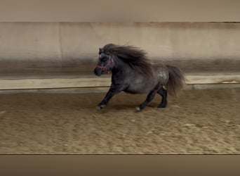 Mini Shetland Pony, Mare, 3 years, 7.3 hh, Grey