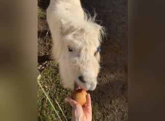 Mini Shetland Pony, Mare, 3 years, 7 hh, Pinto