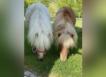 Mini Shetland Pony, Stute, 3 Jahre, 8 hh, Palomino