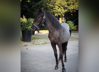 Mini Shetland Pony, Mare, 4 years, Gray-Dark-Tan