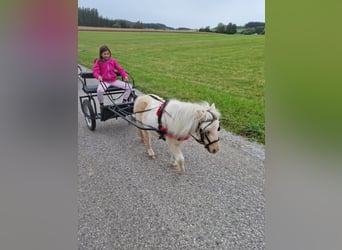 Mini Shetland Pony Mix, Mare, 5 years, 8,1 hh, Palomino