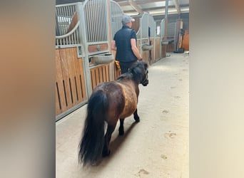 Mini Shetland Pony, Mare, 5 years, 8.2 hh, Black