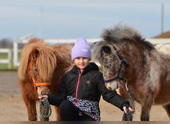 Mini Shetland Pony, Mare, 5 years, 8.2 hh, Leopard-Piebald