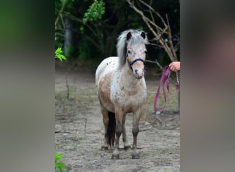Mini Shetland Pony, Mare, 5 years, 9.2 hh, Leopard-Piebald
