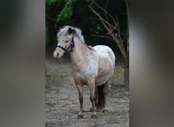Mini Shetland Pony, Mare, 5 years, 9.2 hh, Leopard-Piebald