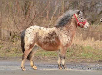 Mini Shetland Pony, Mare, 5 years, 9 hh, Leopard-Piebald