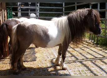 Mini Shetland Pony, Mare, 6 years, 7.1 hh, Pinto