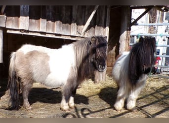Mini Shetland Pony, Mare, 6 years, 7.1 hh, Pinto