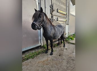Mini Shetland Pony, Mare, 6 years, 7,3 hh, Pinto