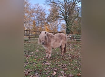 Mini Shetland Pony, Mare, 6 years, 8.1 hh, Cremello