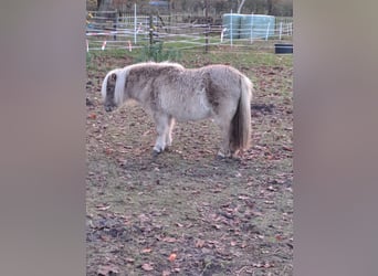 Mini Shetland Pony, Mare, 6 years, 8.1 hh, Cremello