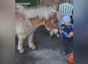 Mini Shetland Pony Mix, Mare, 6 years, 8.1 hh, Palomino