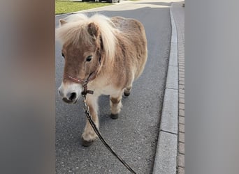 Mini Shetland Pony Mix, Mare, 6 years, 8.1 hh, Palomino