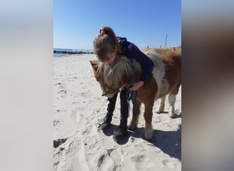 Mini Shetland Pony, Mare, 6 years, 8.2 hh, Pinto