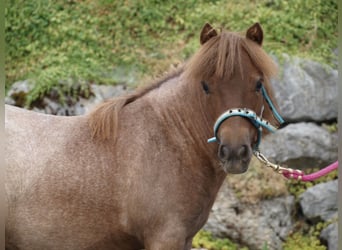 Mini Shetland Pony, Mare, 6 years, 8.2 hh, Roan-Red