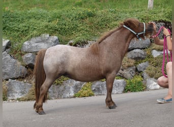 Mini Shetland Pony, Mare, 6 years, 8.2 hh, Roan-Red