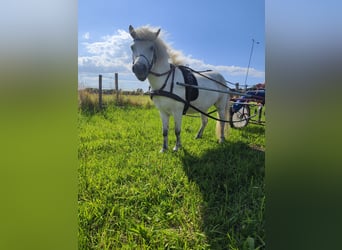 Mini Shetland Pony, Mare, 8 years, 10.1 hh, Gray-Blue-Tan