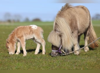 Mini Shetland Pony, Mare, 8 years, 7,1 hh, Champagne