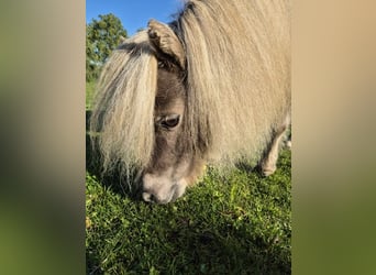 Mini Shetland Pony, Mare, 8 years, 7,1 hh, Champagne