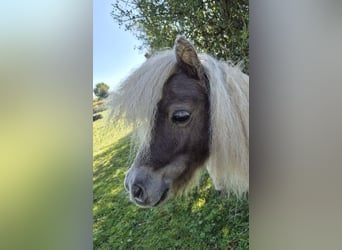 Mini Shetland Pony, Mare, 8 years, 7,1 hh, Champagne