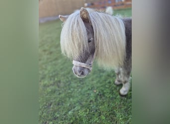 Mini Shetland Pony, Mare, 8 years, 7,1 hh, Champagne