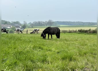 Mini Shetland Pony, Mare, 8 years, 8.1 hh, Black