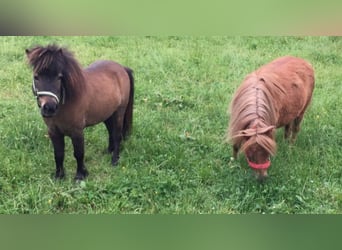 Mini Shetland Pony, Mare, 8 years, Sorrel