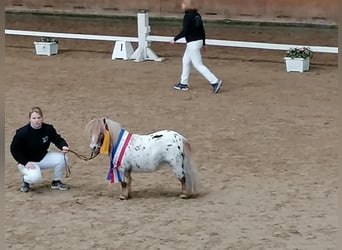 Mini Shetland Pony, Mare, 9 years, 7,2 hh, Cremello