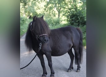 Mini Shetland Pony, Mare, 9 years, 8 hh, Black