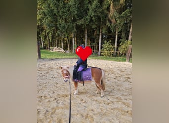 Mini Shetland Pony, Mare, 9 years, 8,1 hh, Chestnut-Red