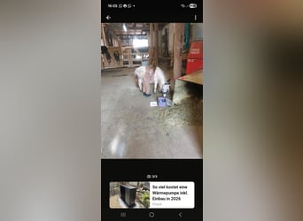 Mini Shetland Pony, Mare, 9 years, 8,1 hh, Palomino