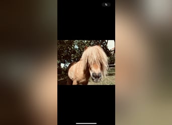 Mini Shetland Pony, Mare, 9 years, Chestnut-Red