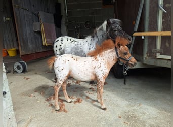 Mini Shetland Pony, Mare, Foal (04/2025), 5.3 hh, Leopard-Piebald Mini Shetland Pony, Mare, Foal (04/2025), 5.3 hh, Leopard-Piebald