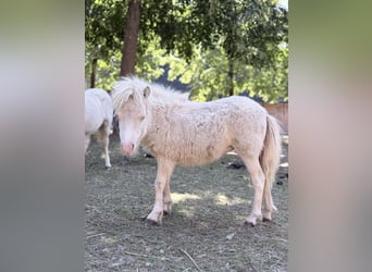 Mini Shetland Pony, Mare, Foal (01/2026), 7.1 hh, Pinto