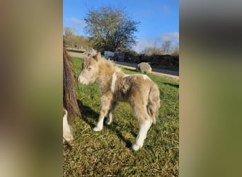 Mini Shetland Pony, Mare, Foal (01/2026), 7.1 hh, Pinto