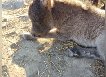 Mini Shetland Pony, Mare, Foal (04/2025), 7.3 hh, Black
